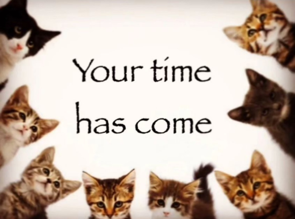 five(infinite) nights at build to survive the cats - Roblox Strategy Hub: Stats, Videos & Power Tips