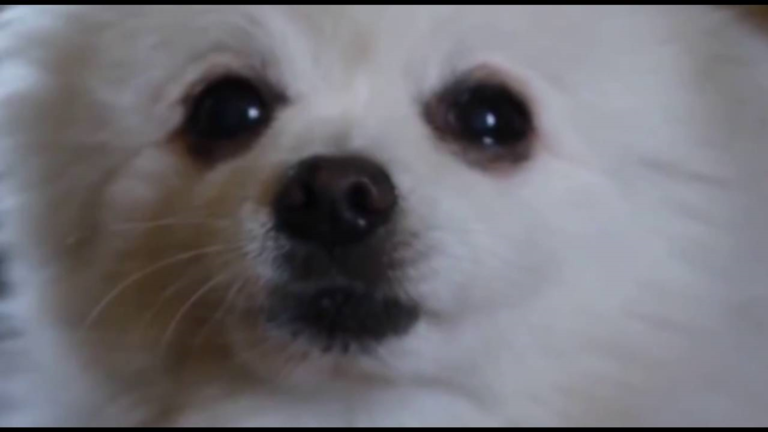 meme disaster - Roblox Strategy Hub: Stats, Videos & Power Tips