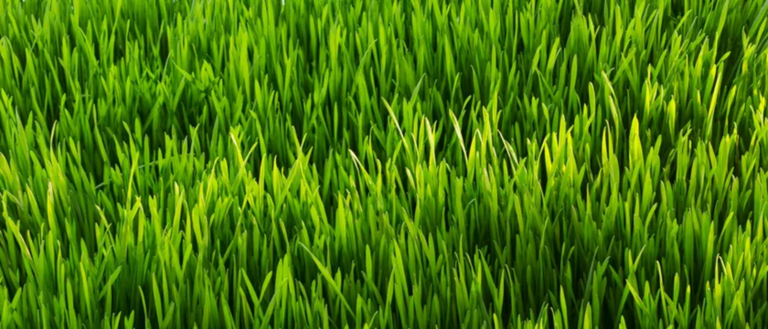 touch grass - Roblox Strategy Hub: Stats, Videos & Power Tips